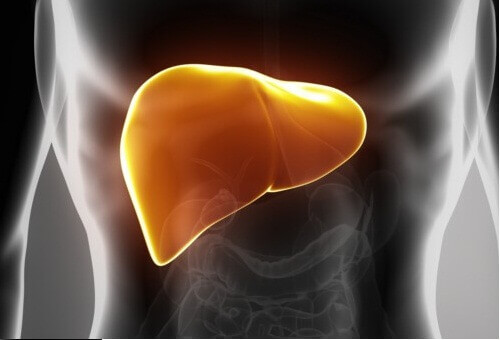 Illustration of liver in torso