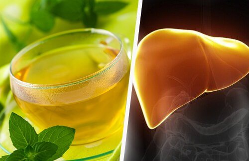 The plant for liver health on the left and the liver on the right