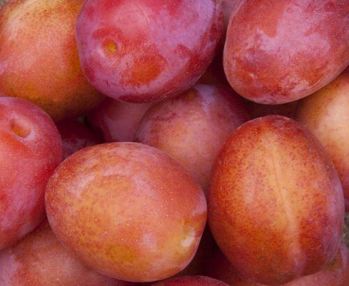 Prunes are made from plums.