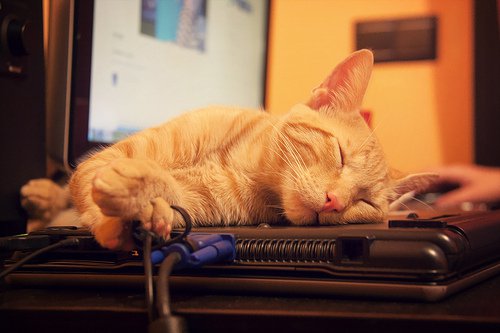 ALT TITLE what-cats-can-teach-us-about-sleeping