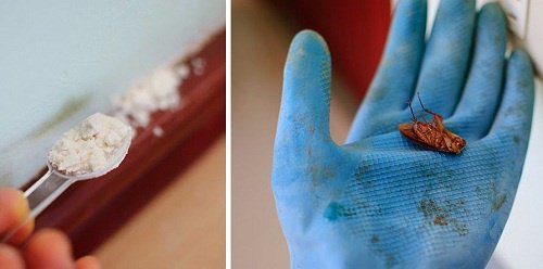 How to Get Rid of Cockroaches Naturally