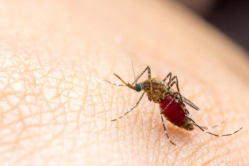 Vicks VapoRub for mosquitos