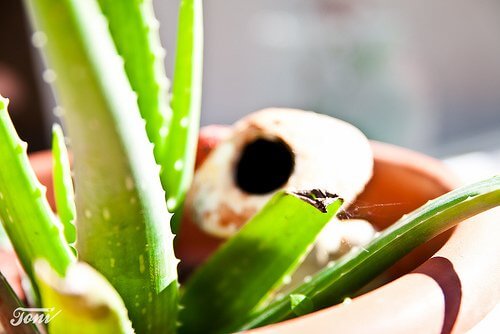 cutting aloe vera plant to grow aloe vera at home