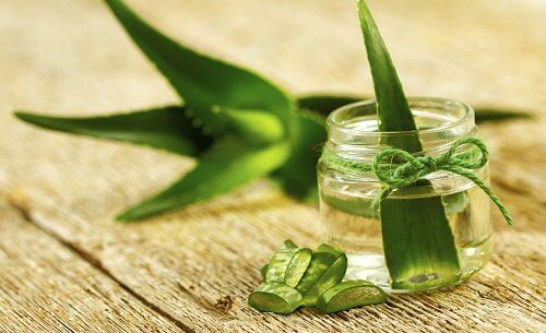 Learn How to Grow Aloe Vera at Home, You’ll Love It!