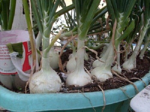 How to Grow Onions at Home
