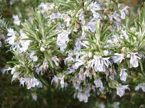 rosemary, one of the simple tricks to beautify your face