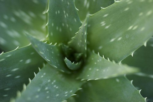 learn to grow aloe vera at home