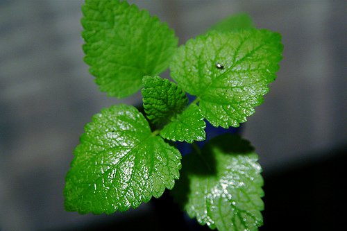 mint