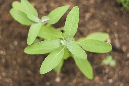 Herb sage ways to stop snoring tea