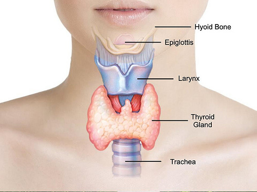 How to Help Treat Thyroid Problems the Natural Way