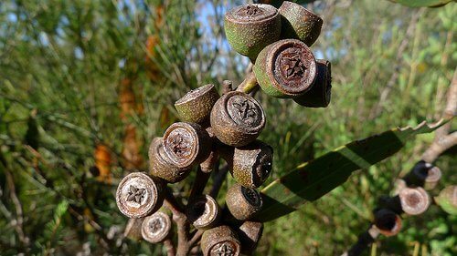 3 eucalyptus