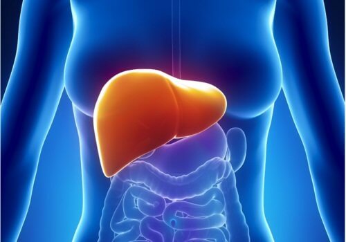 Liver