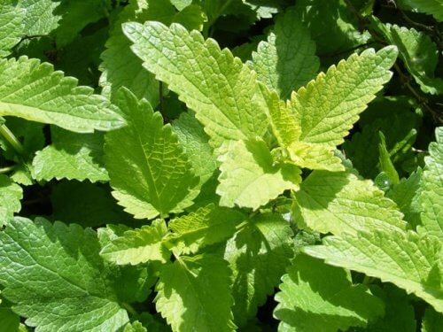 mint