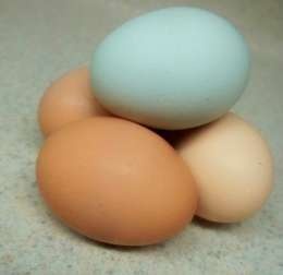 eggs