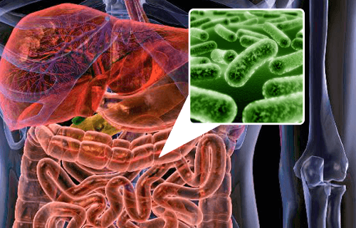 5 Foods to Restore Intestinal Flora