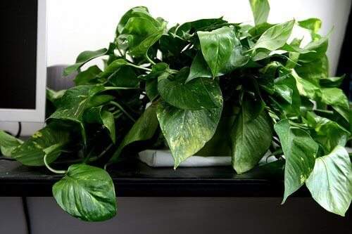 Pothos plant on windowsill