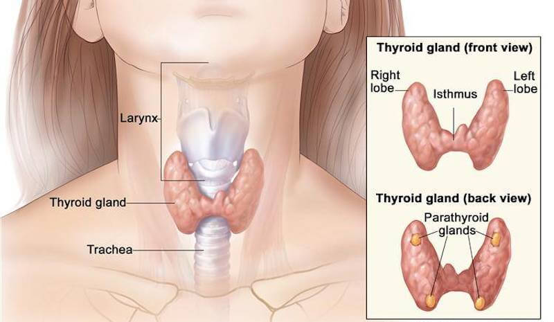 Using Coconut Water for Hypothyroidism