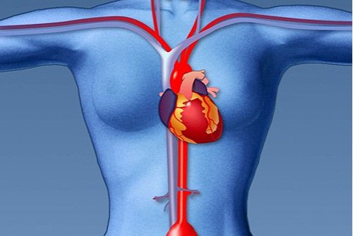 The internal organs of a woman