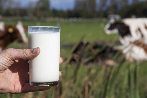 Why You Shouldn't Drink Cow’s Milk