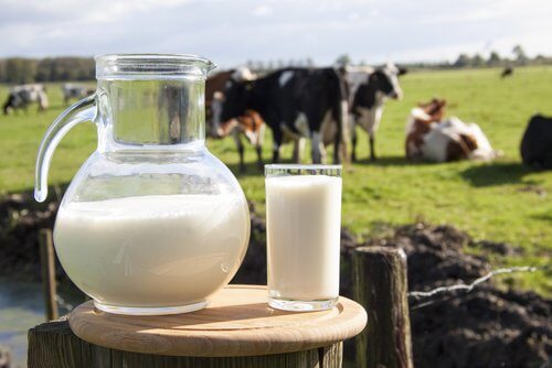 Cow’s Milk