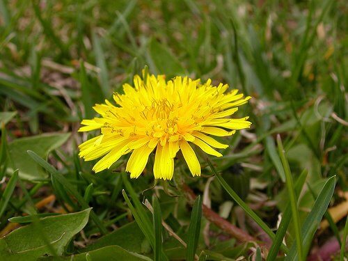 Dandelion root can help regrow hair naturally
