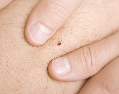 6 Natural Ways to Get Rid of Ticks for Good