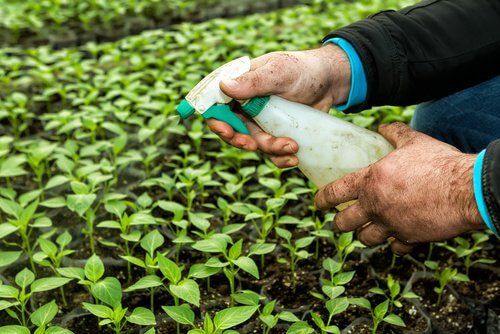 Pesticides can affect your thyroid.