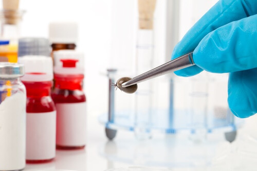 Holding a tick with tweezers