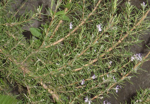 Rosemary plant to get rid of ticks