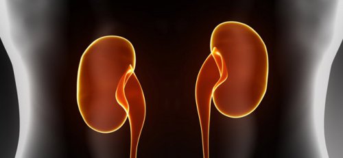 The effects of stress on your organs are bad news for your kidneys