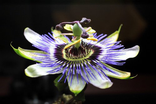 Passionflower