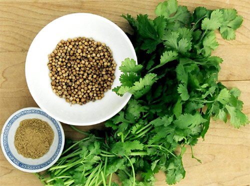 Coriander