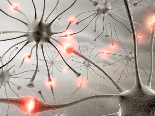 Brain cells connection