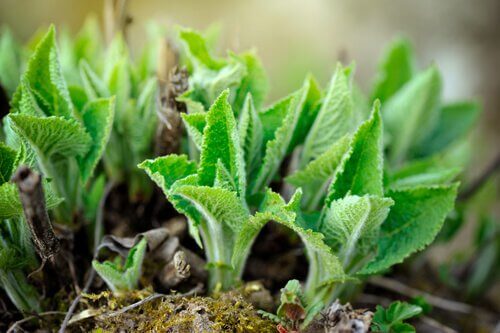 Treat Canker Sores