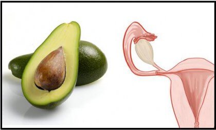 Avocado is one of the foods that resemble body parts
