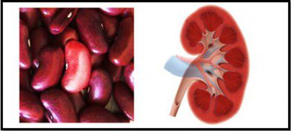Beans are one of the foods that resemble body parts