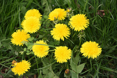 Dandelions growing outdoors