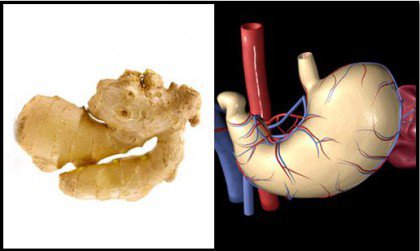 Ginger is one of the foods that resemble body parts