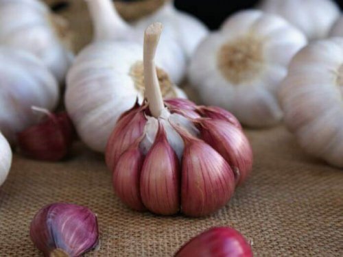 Head of garlic and cloves