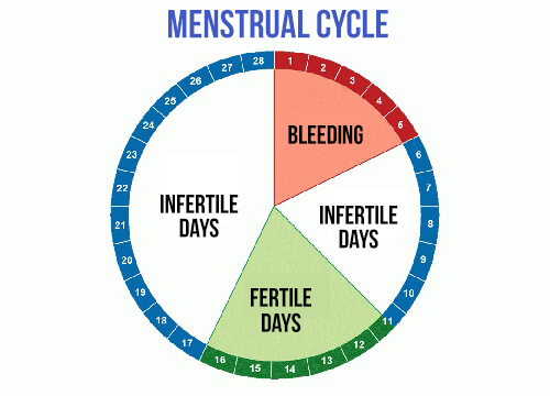 What Are Your Most Fertile Days? - Step To Health