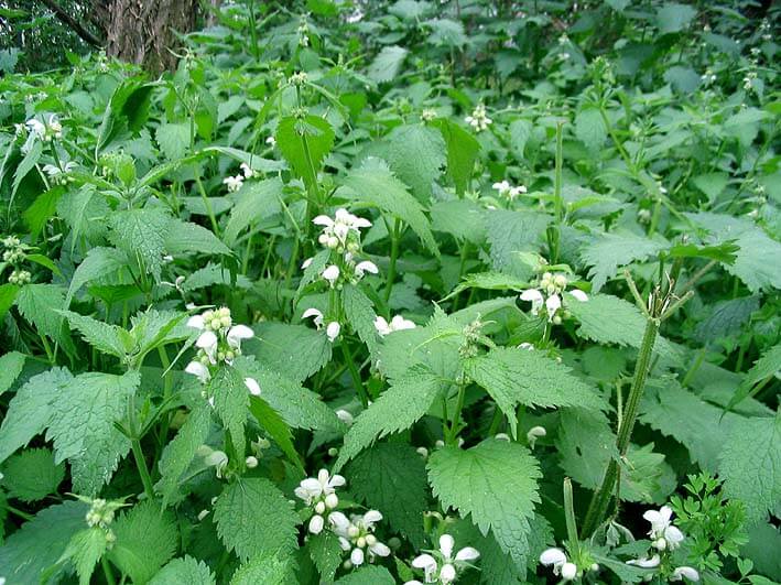 Nettles to use for an infusion