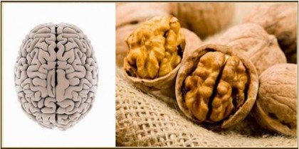 Nuts are one of the foods that resemble body parts