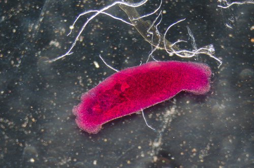 A parasite.