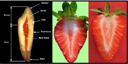 Strawberries are one of the foods that resemble body parts