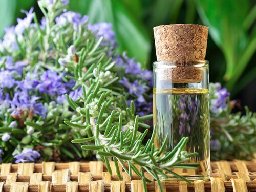 The Amazing Health Benefits and Uses of Rosemary