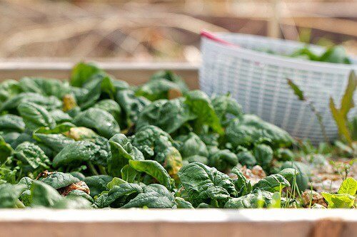 30 Iron-Rich Foods to Fight Fatigue and Headaches