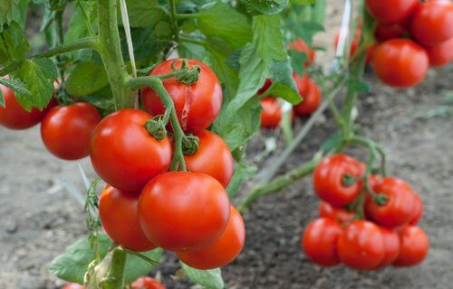How to Grow Tomatoes at Home