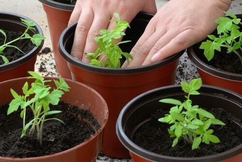 A woman planting tomatoes.