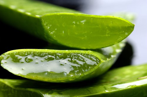 Cut aloe vera stem