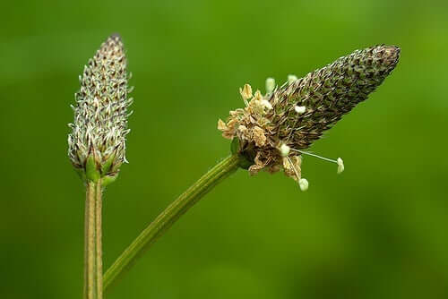 A couple plantain stalks.